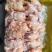 青脚公鸡，麻鸡，老母鸡，肉食鸡，黑凤……