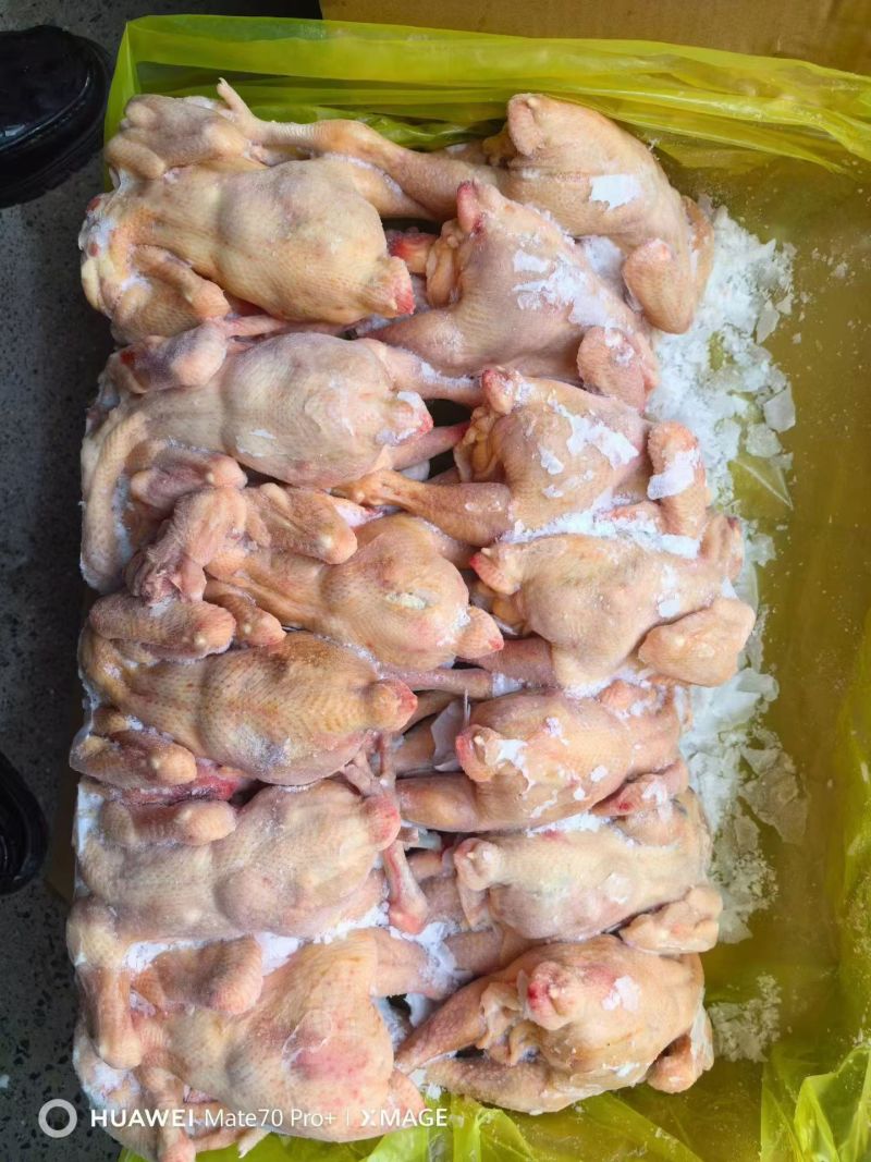 青脚公鸡，麻鸡，老母鸡，肉食鸡，黑凤……