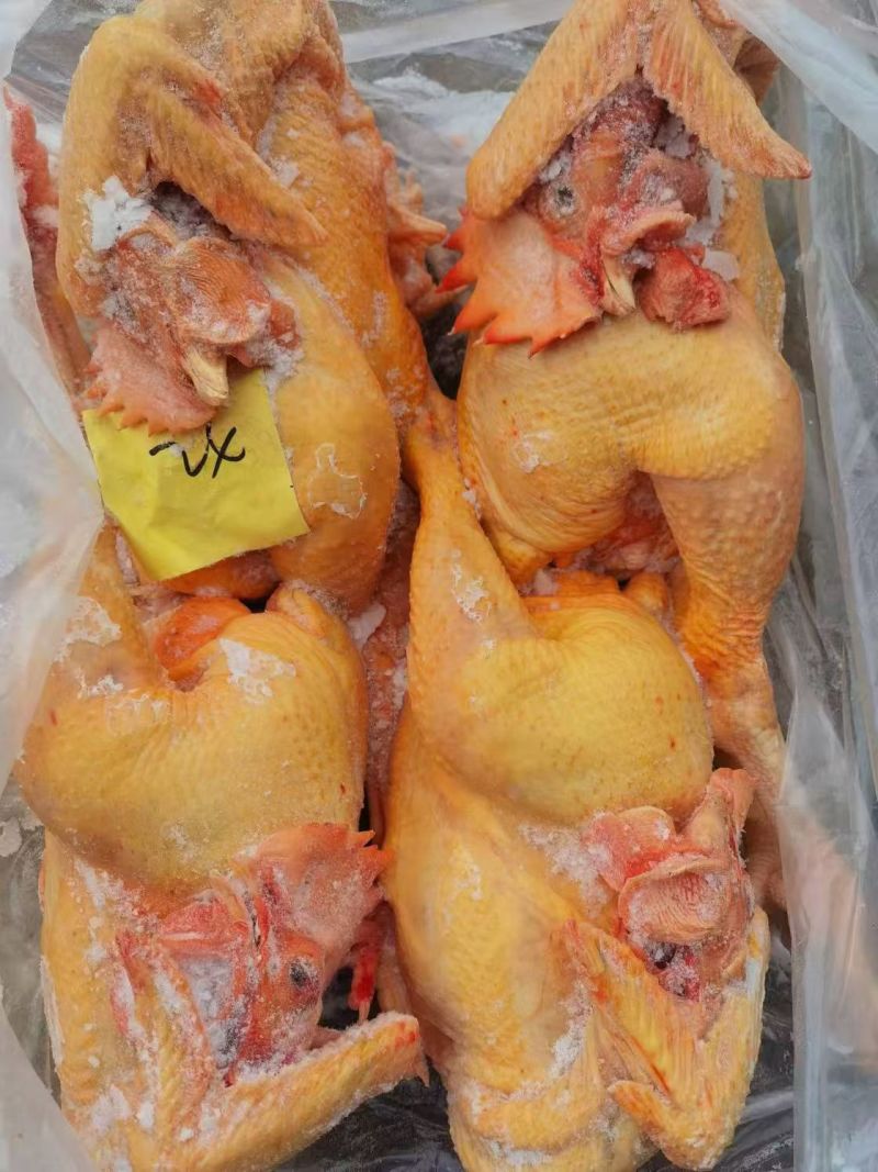 青脚公鸡，麻鸡，老母鸡，肉食鸡，黑凤……