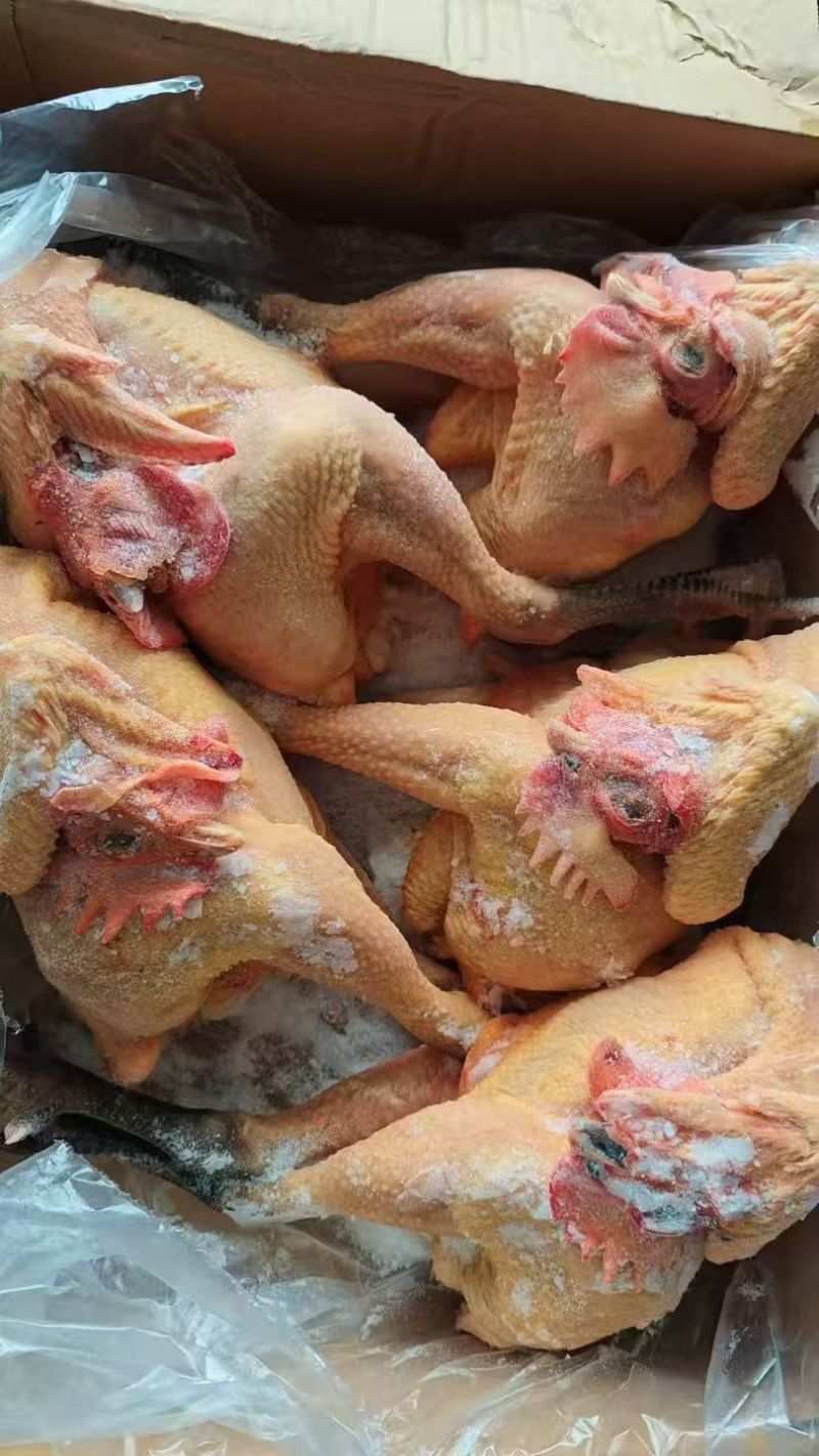 青脚公鸡，麻鸡，老母鸡，肉食鸡，黑凤……