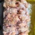 青脚公鸡，麻鸡，老母鸡，肉食鸡，黑凤……