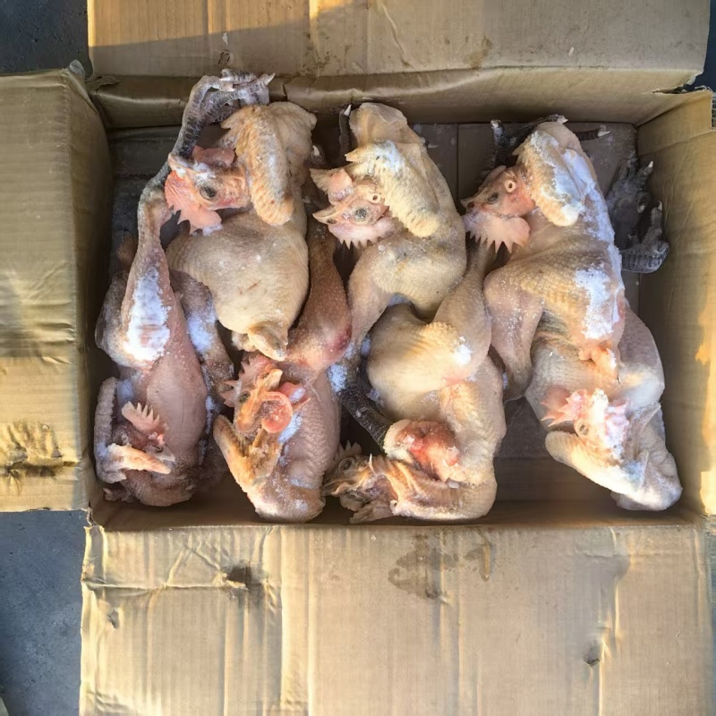 青脚公鸡，麻鸡，老母鸡，肉食鸡，黑凤……