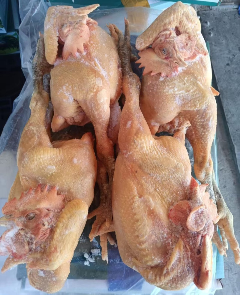 青脚公鸡，麻鸡，老母鸡，肉食鸡，黑凤……