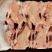 肉食鸡9.5公斤5-6只