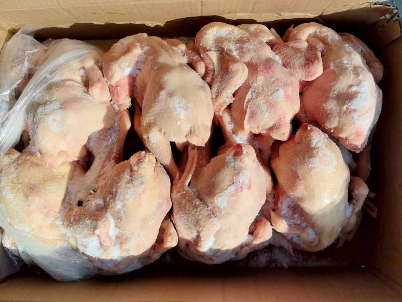 肉食鸡9.5公斤5-6只