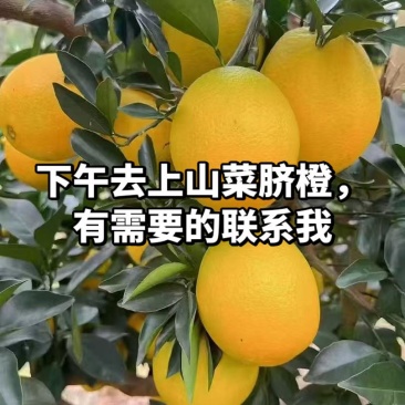 脐橙
