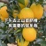 脐橙