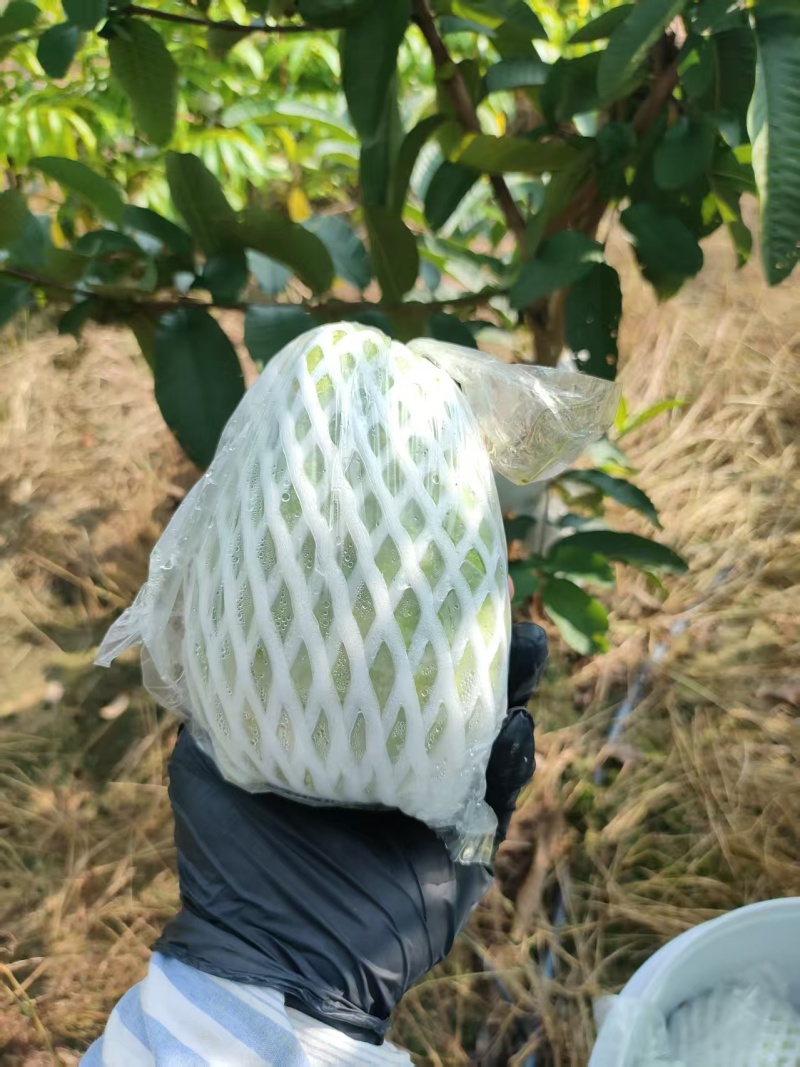番石榴，芭乐。广东长期大量出售，电商/电商一件代