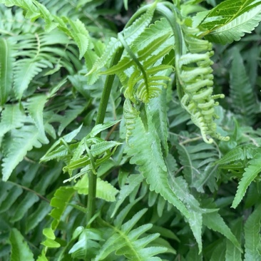 蕨菜