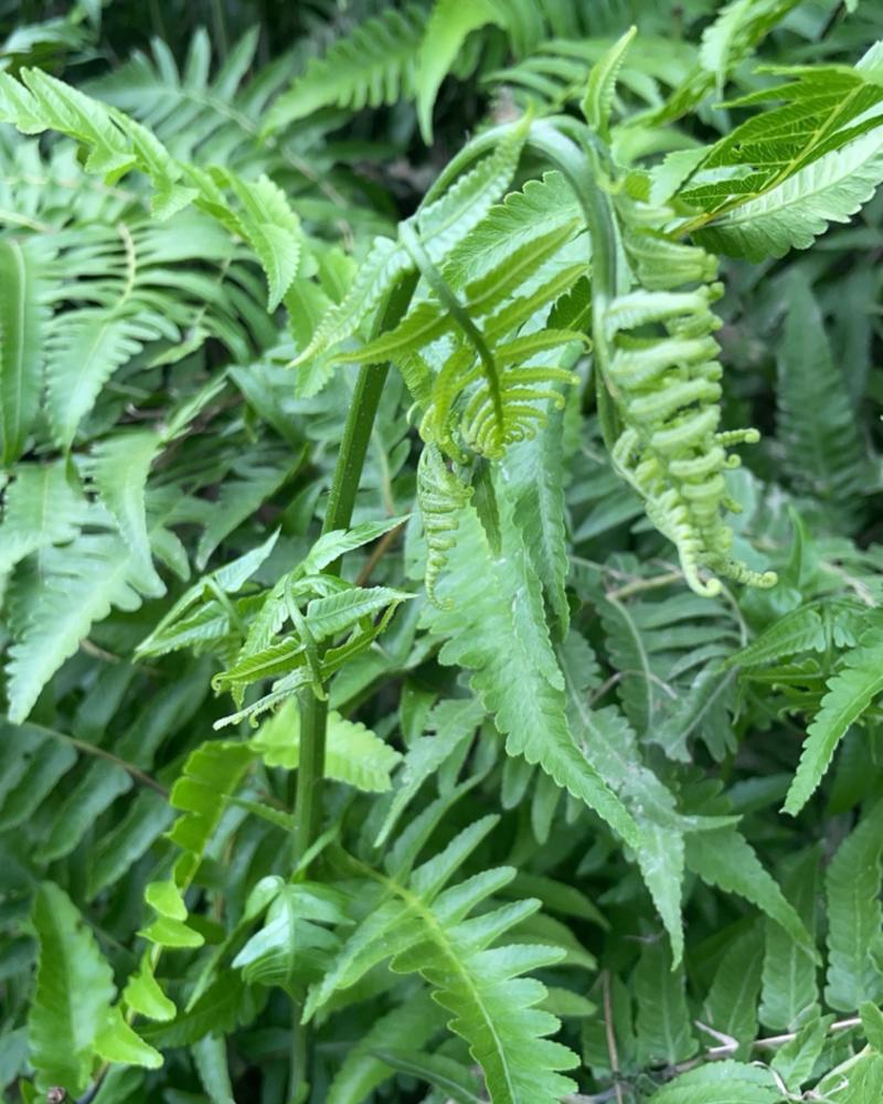 蕨菜