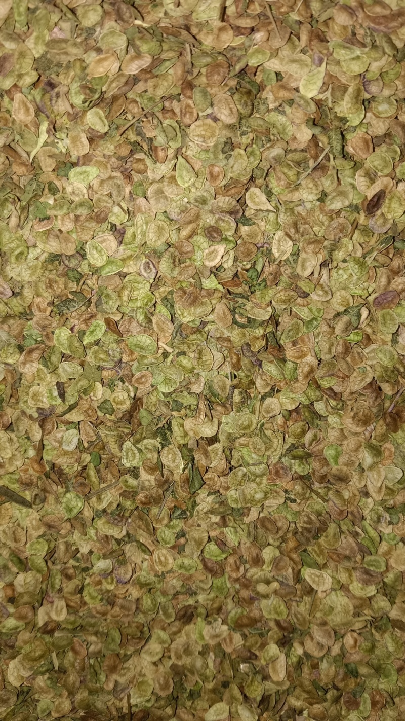 鲜红芪