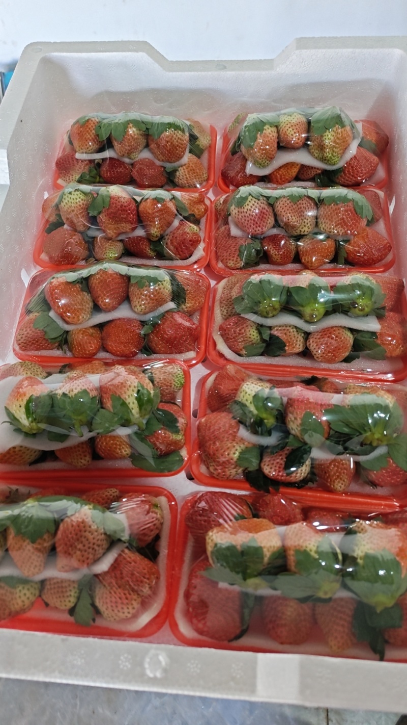 永仁草莓