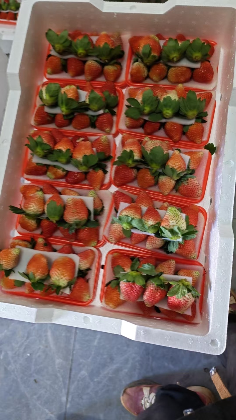 永仁草莓