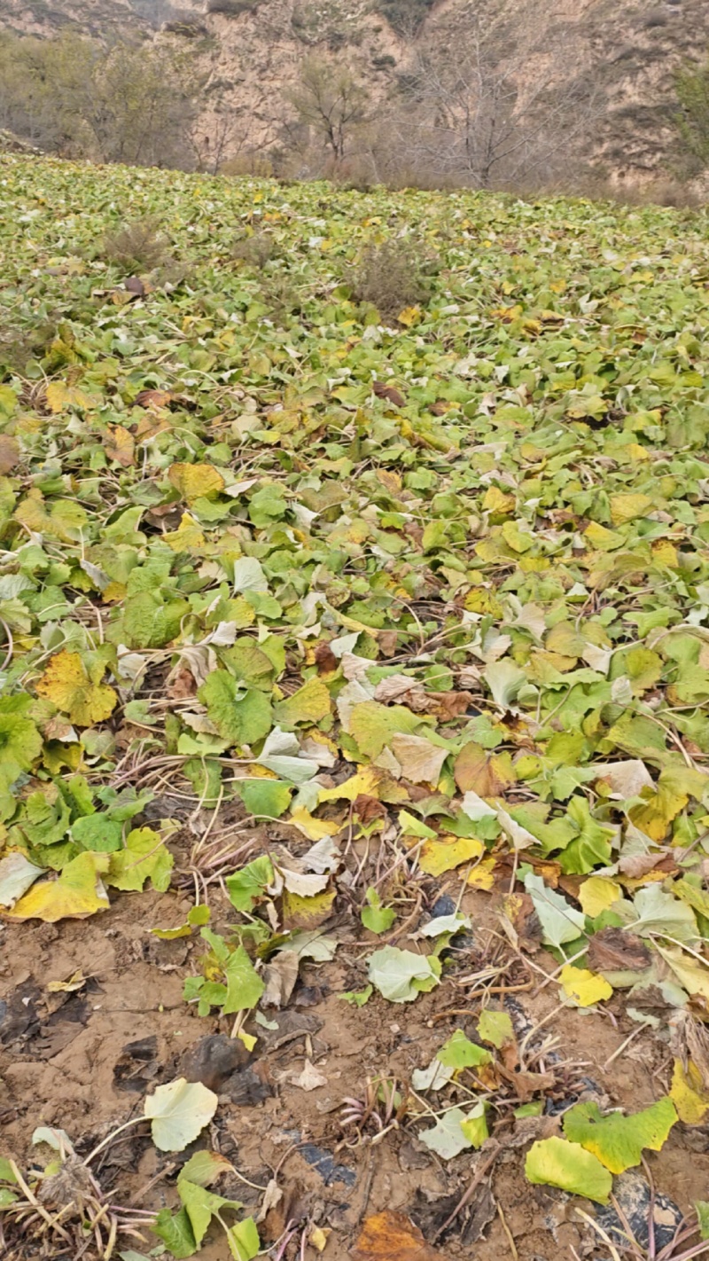 新鲜刚摘的冬花有需要的老板联系，电话***********