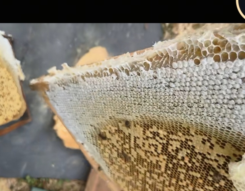 自家山上养的蜜蜂，蜂蜜到货不满意全额退款，有参假双培赔付
