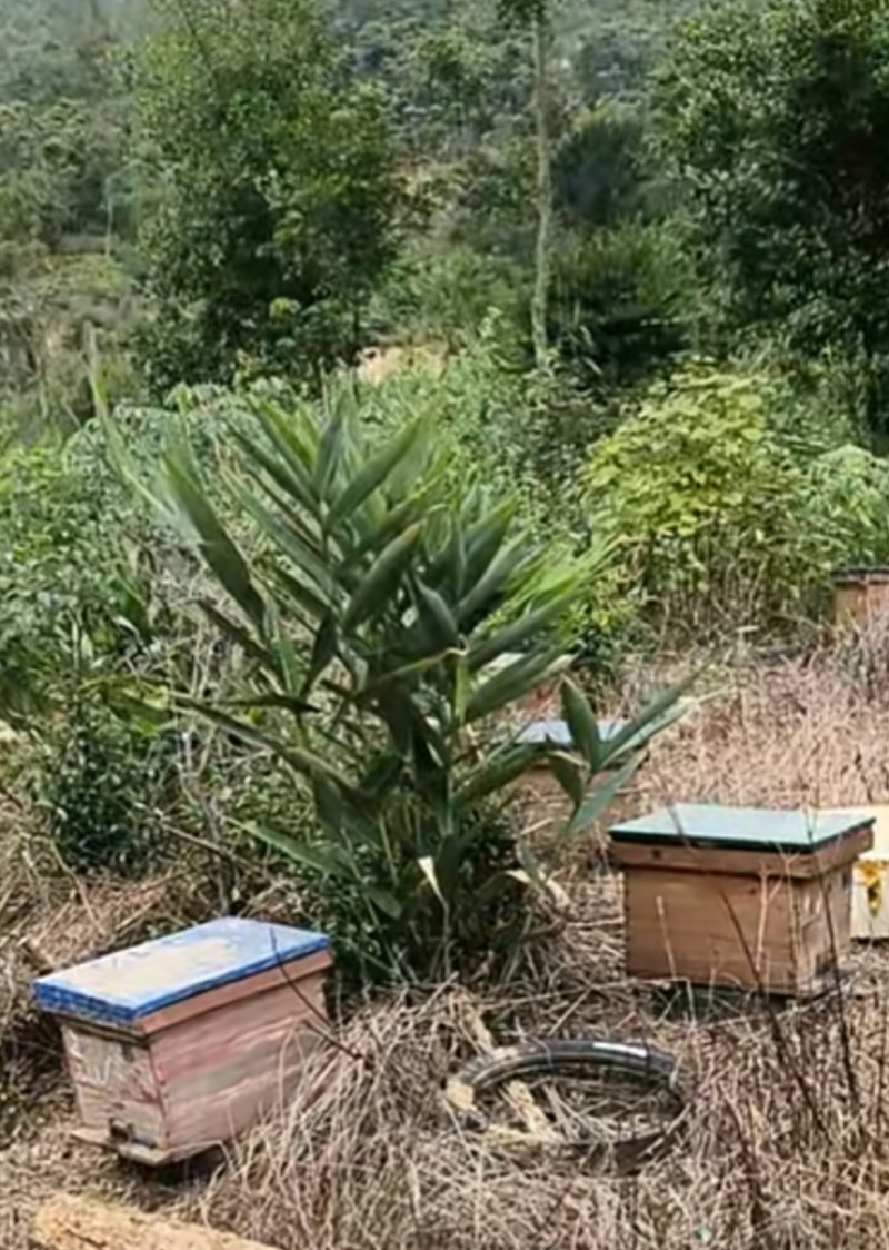 自家山上养的蜜蜂，蜂蜜到货不满意全额退款，有参假双培赔付