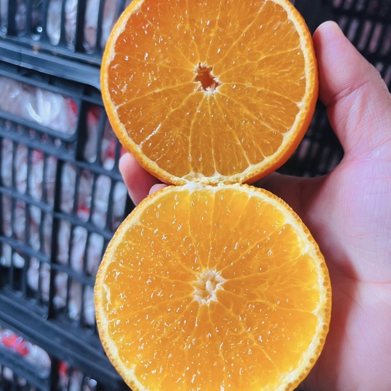 橙子