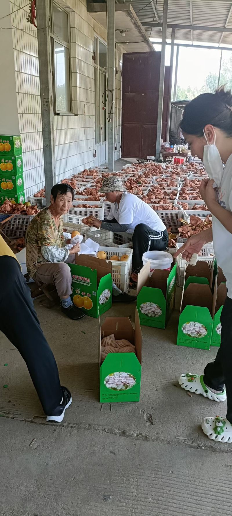 山东省济宁市兖州区沈官屯梨园库存3万斤园黄梨和蓝水两种梨