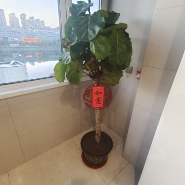 老庄琴叶榕