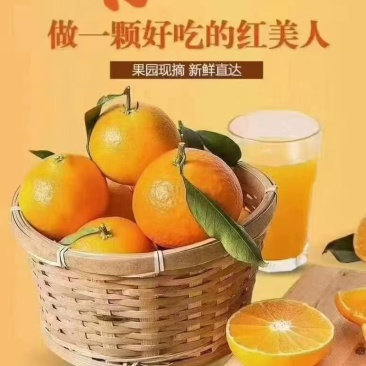 红美人产地直发合作，欢迎团购、电商、一件代发、整车收购。