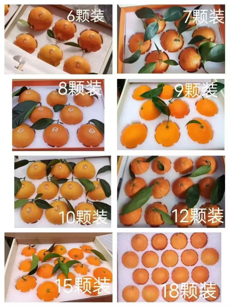 红美人产地直发合作，欢迎团购、电商、一件代发、整车收购。