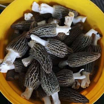 鲜羊肚菌