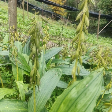 毛慈菇果夹紫花双叶
