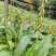 毛慈菇果夹紫花双叶