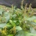 毛慈菇果夹紫花双叶
