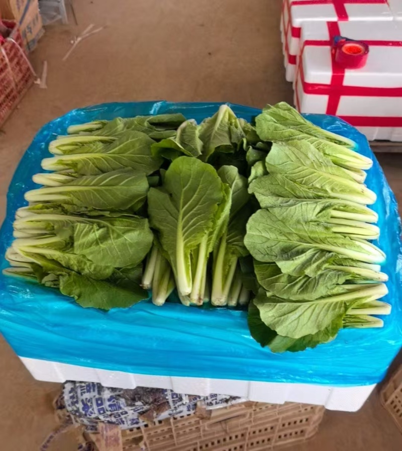 上海青，小油菜
