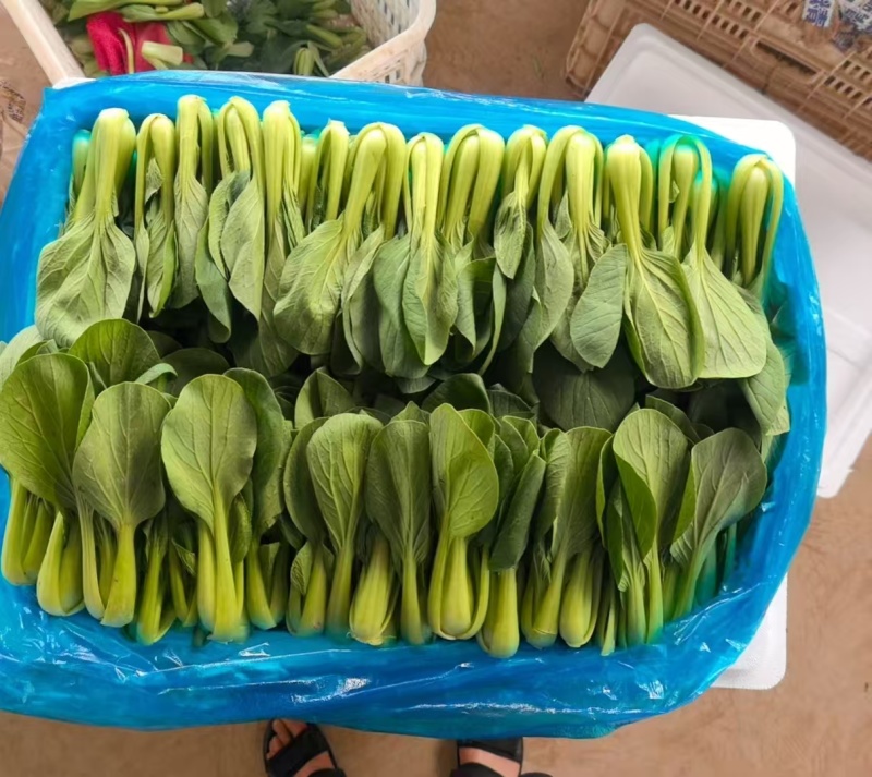 上海青，小油菜