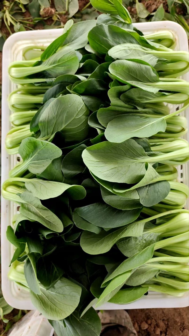 上海青，小油菜
