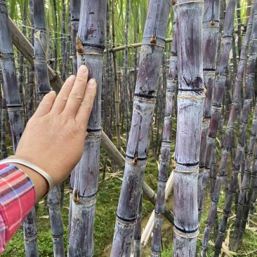 广西黑皮甘蔗成熟了，货源充足产地直发，全国发货
