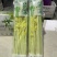 桂河芹菜