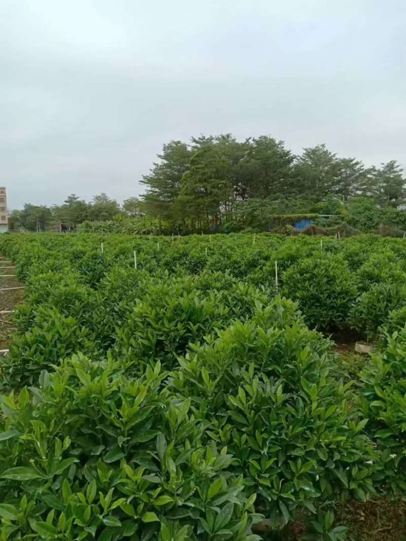 非洲茉莉20-180，各种规格，大量低价出售