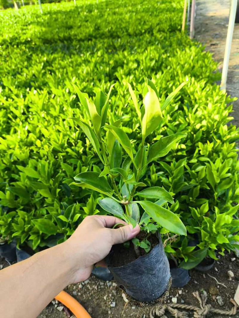 非洲茉莉20-180，各种规格，大量低价出售