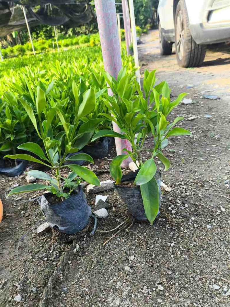 非洲茉莉20-180，各种规格，大量低价出售