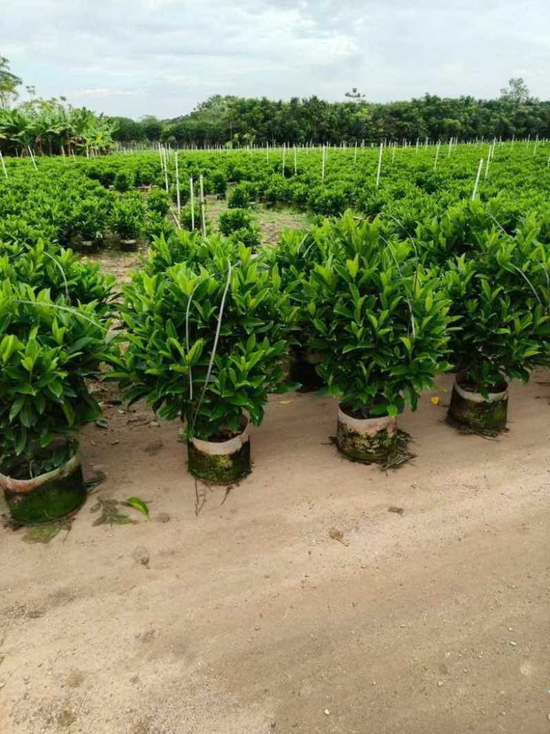 非洲茉莉20-180，各种规格，大量低价出售