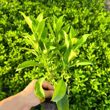 非洲茉莉20-180，各种规格，大量低价出售