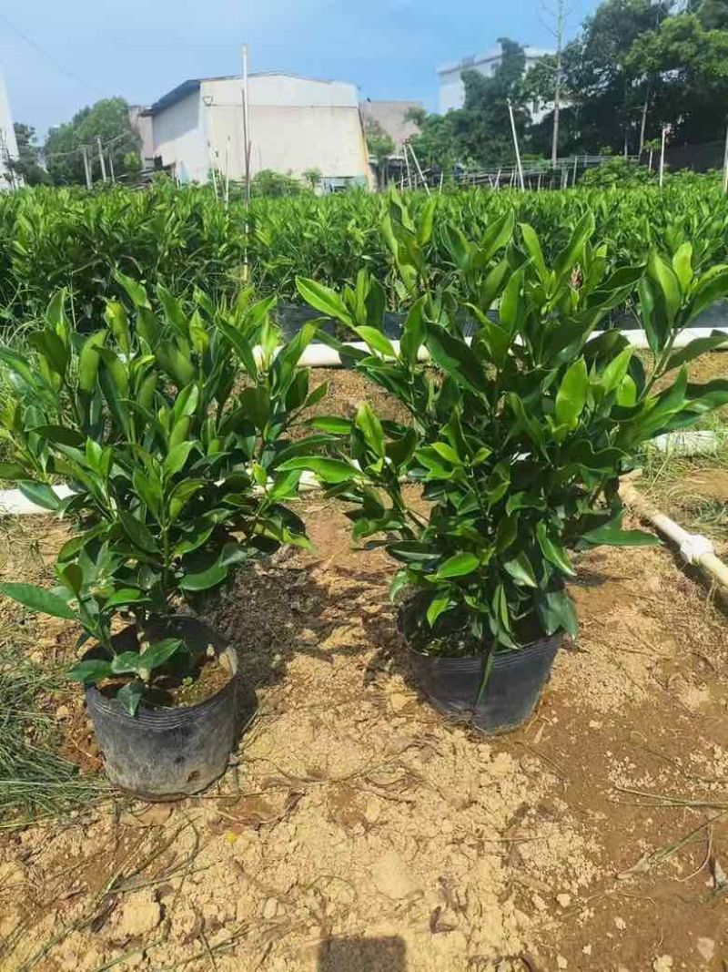 非洲茉莉20-180，各种规格，大量低价出售