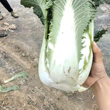 秋绿白菜