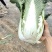 秋绿白菜