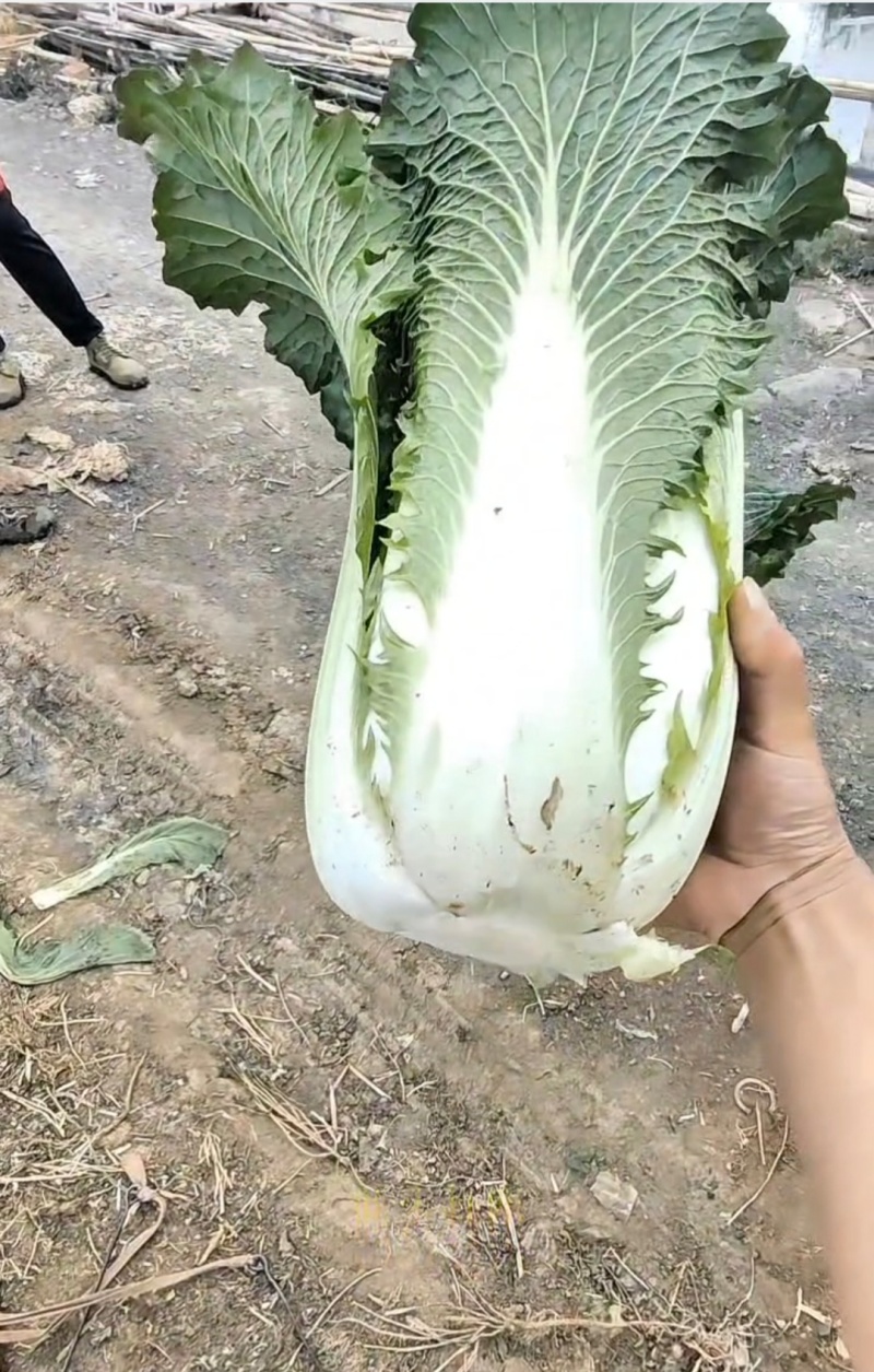 秋绿白菜