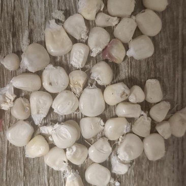 糯玉米粒10