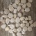 糯玉米粒10