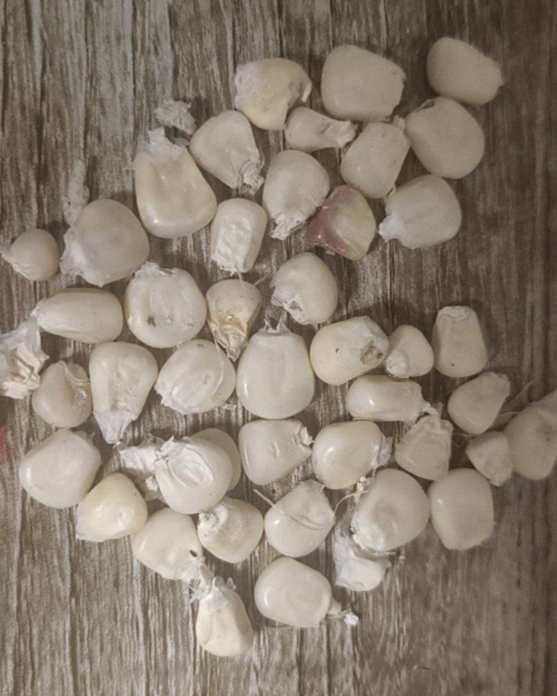 糯玉米粒10