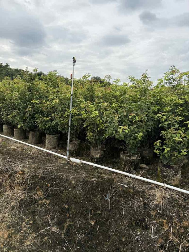 四季桂花20-300，各种规格，大量低价出售