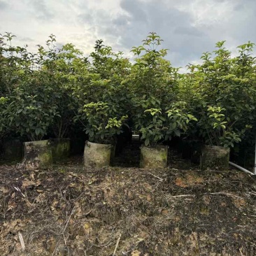 四季桂花20-300，各种规格，大量低价出售