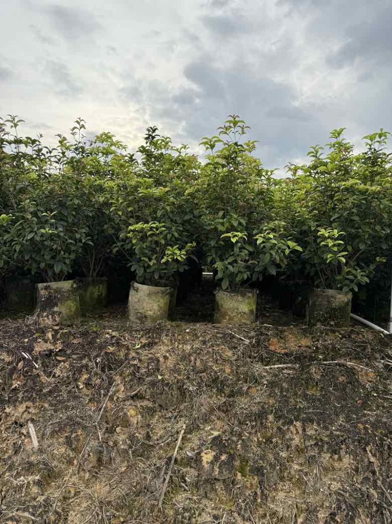 四季桂花20-300，各种规格，大量低价出售