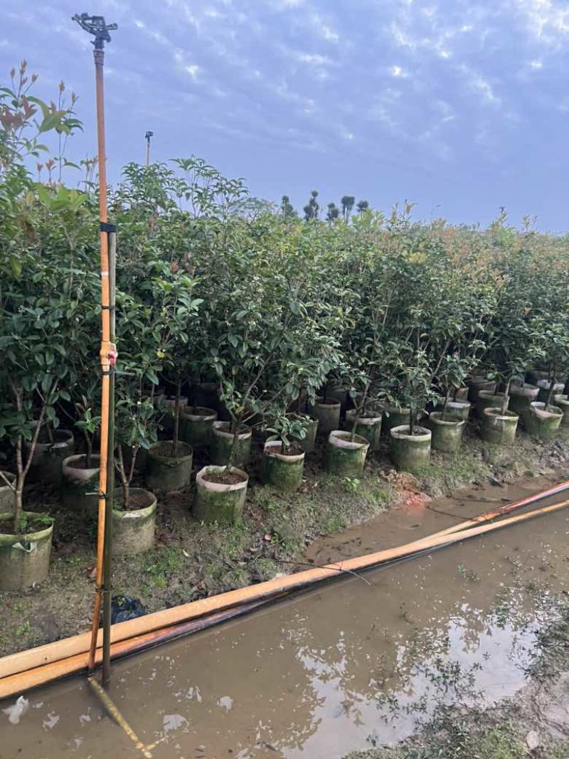 四季桂花20-300，各种规格，大量低价出售
